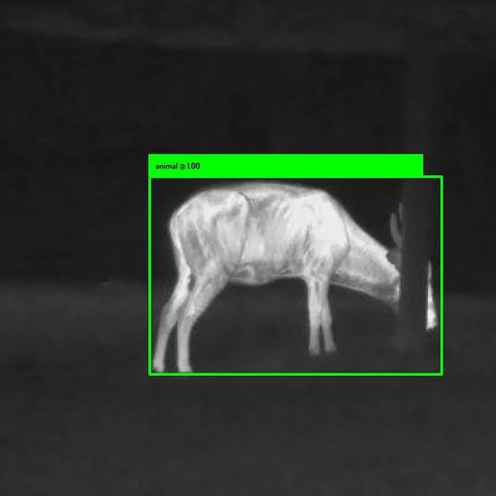 Thermal Animal Detector in action