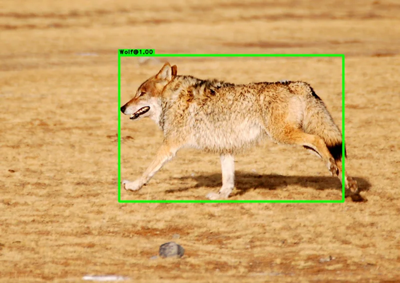 Animal species classification