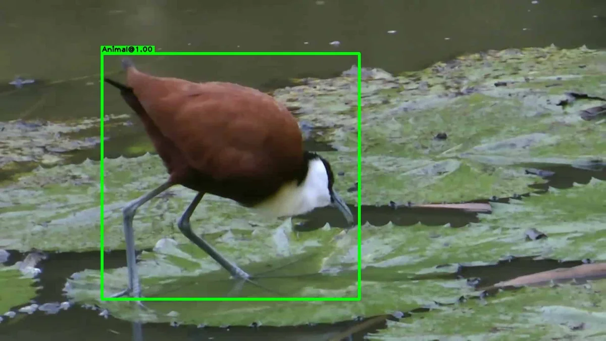 Animal detection example - Kruger wildlife